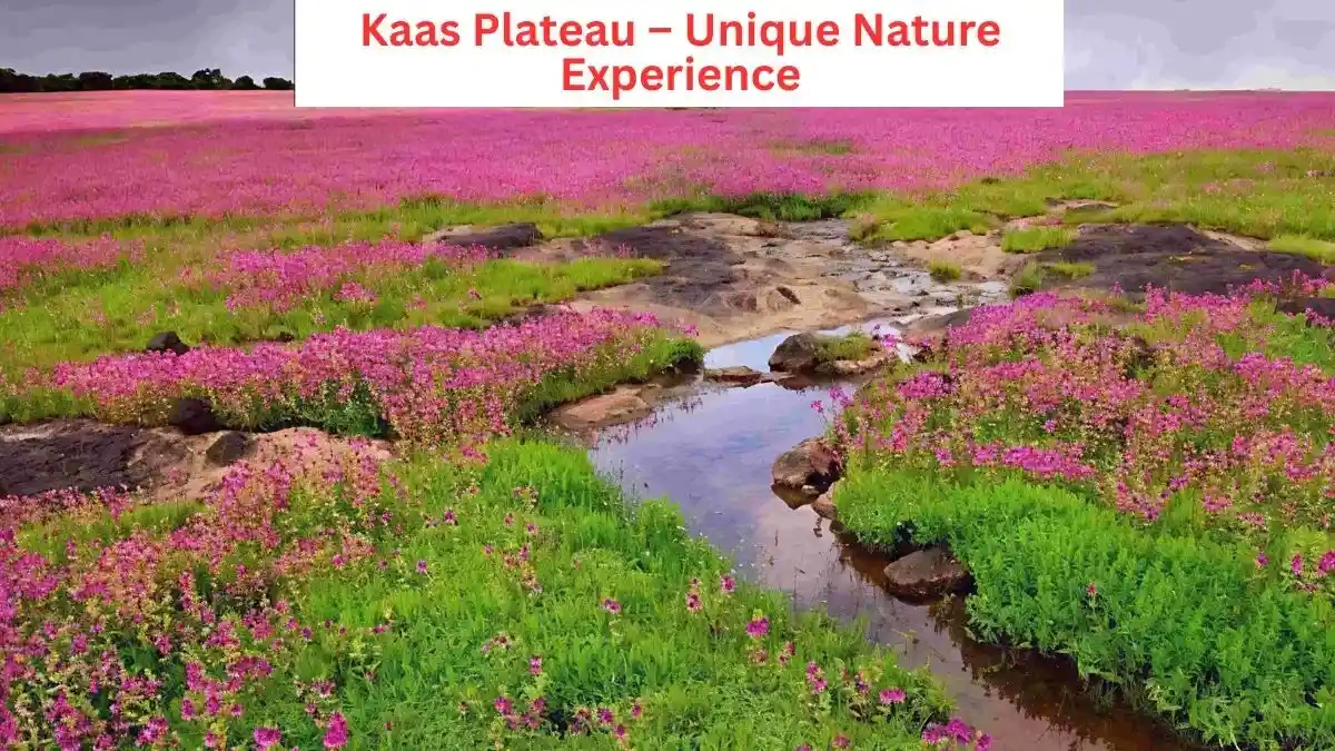 Kaas Plateau – Unique Nature Experience